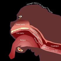 sindrome brachicefalica cane